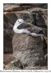 Black-browed Albatross