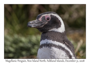 Magellanic Penquin