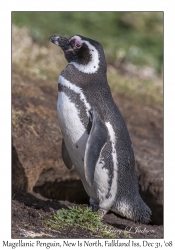 Magellanic Penquin