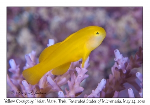 Yellow Coralgoby