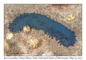 Sea Cucumber