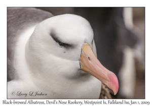 Black-browed Albatross