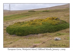 European Gorse