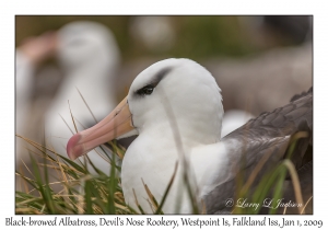 Black-browed Albatross