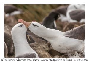 Black-browed Albatross