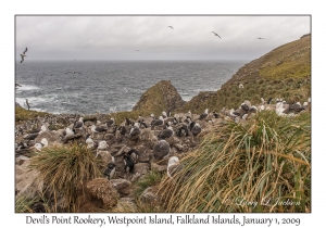 Devil's Nose Rookery