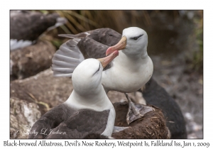 Black-browed Albatross