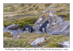 Rockhopper Penguins