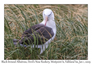 Black-browed Albatross