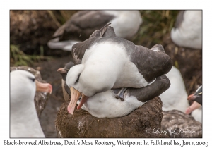 Black-browed Albatross