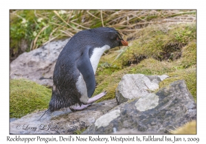 Rockhopper Penguin