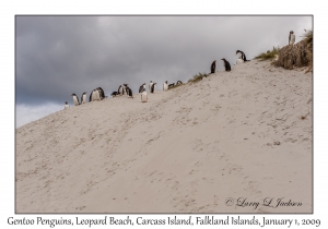 Gentoo Penguins