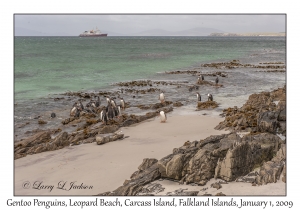 Gentoo Penguins