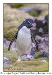 Rockhopper Penguin