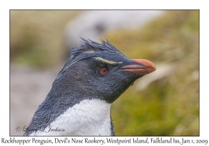 Rockhopper Penguin