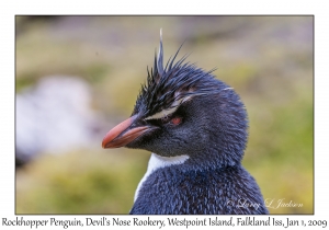 Rockhopper Penguin