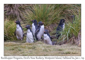 Rockhopper Penguins