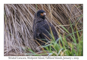 Striated Caracara