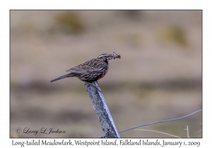 Long-tailed Meadowlark