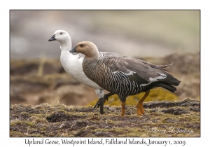 Upland Geese