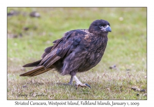 Striated Caracara