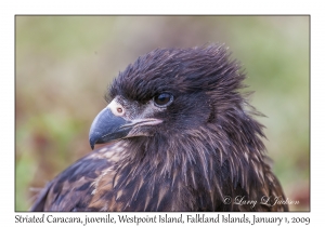 Striated Caracara