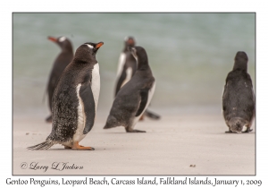 Gentoo Penguins