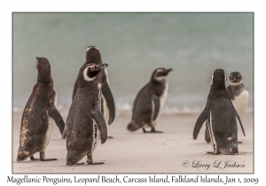 Magellanic Penquins