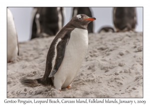 Gentoo Penguin