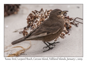 Tussac-bird