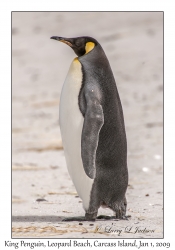 King Penguin