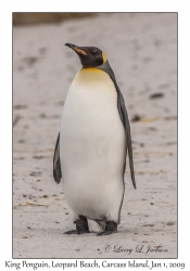 King Penguin