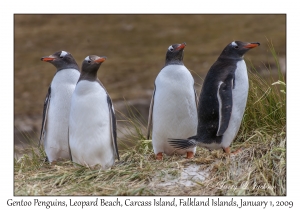 Gentoo Penguins