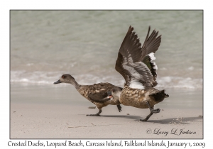 Crested Ducks