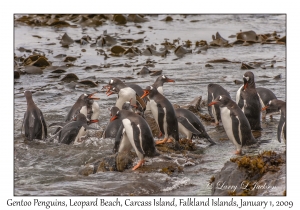 Gentoo Penguins