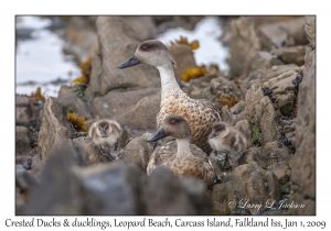 Crested Ducks & ducklings