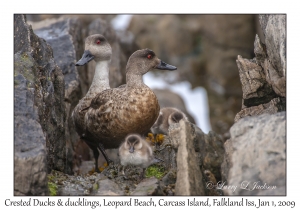 Crested Ducks & ducklings