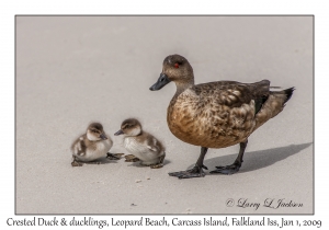 Crested Duck & ducklings