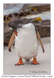 Gentoo Penguin