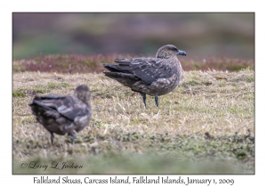 Falkland Skua