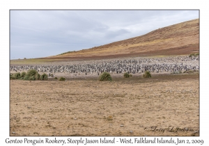 Gentoo Rookery