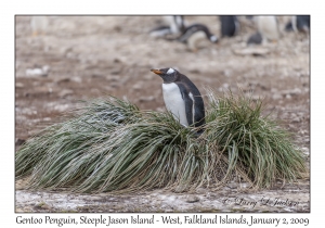 Gentoo Penguin