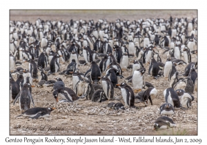 Gentoo Rookery