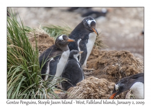 Gentoo Penguins & chick