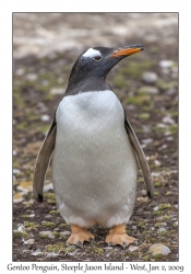 Gentoo Penguin