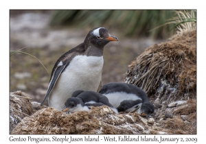 Gentoo Penguin & chicks