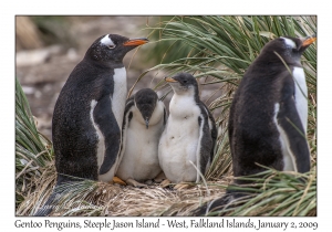 Gentoo Penguins & chicks