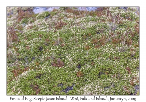 Emerald Bog