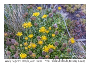 Wooly Ragwort