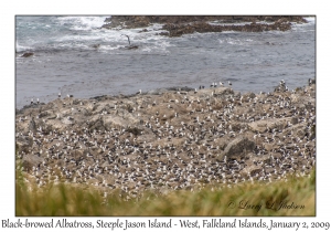 Black-browed Albatross